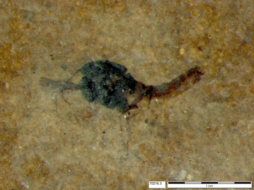 Diptera