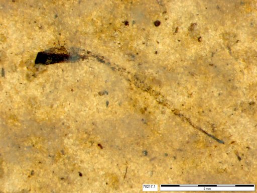 Tracheophyta
