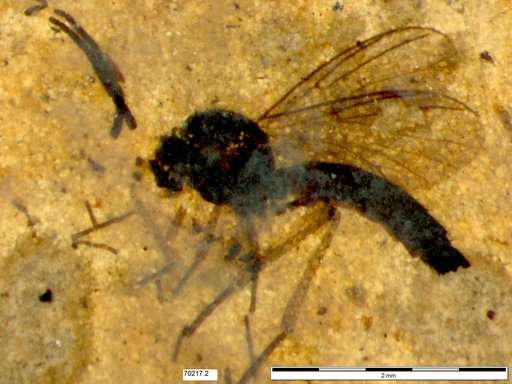 Diptera