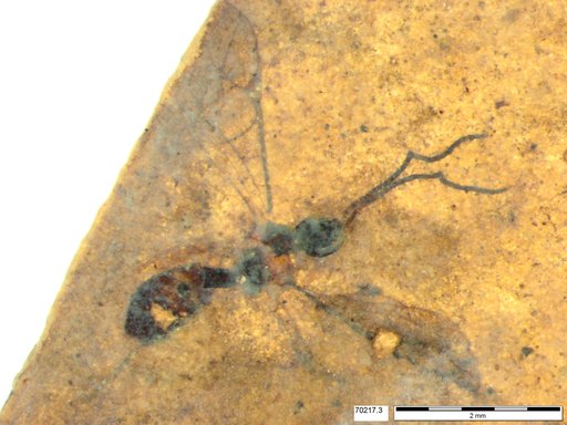 Ichneumonidae