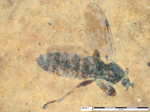 Genus sp