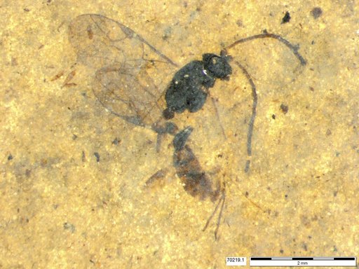 Ichneumonidae