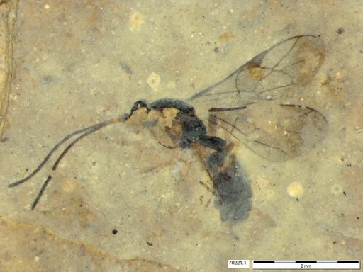 Ichneumonidae