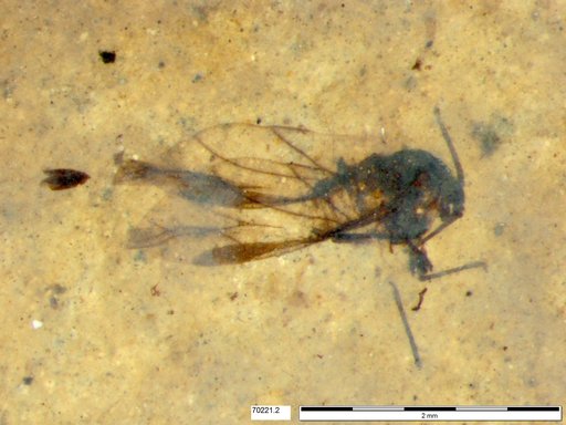 Aphididae