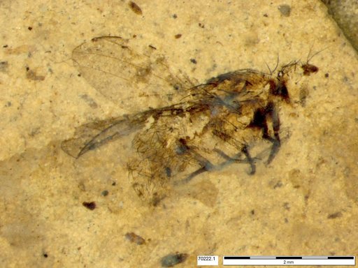 Diptera