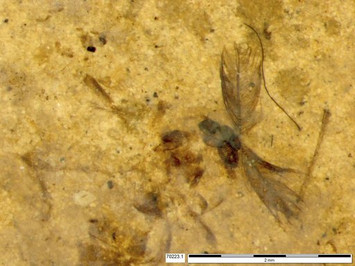 Chaoboridae