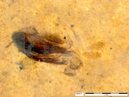 Chaoboridae