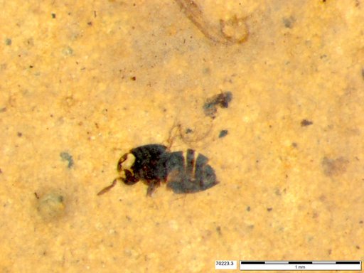 Genus sp