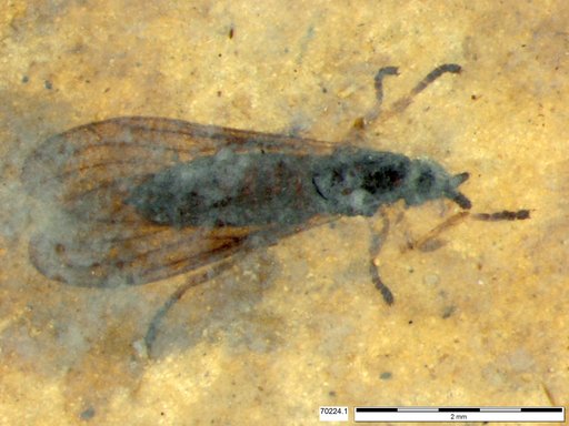 Genus sp