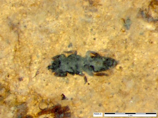 Genus sp