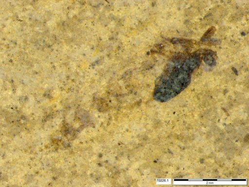 Chaoboridae