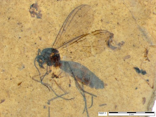 Diptera