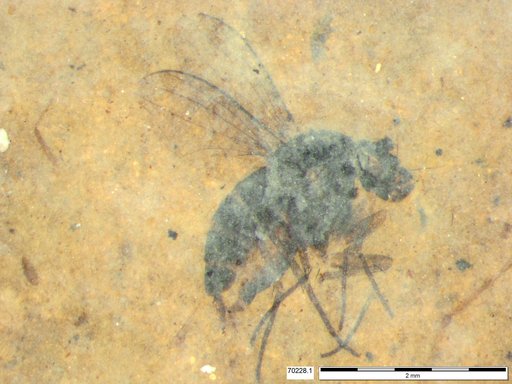 Genus sp.