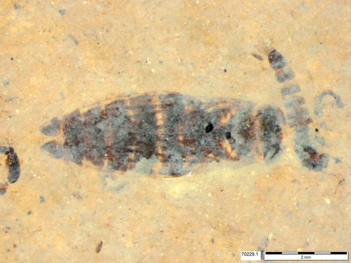 Corixidae