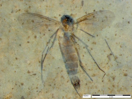 Mycetophilidae