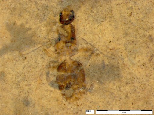 Formicidae