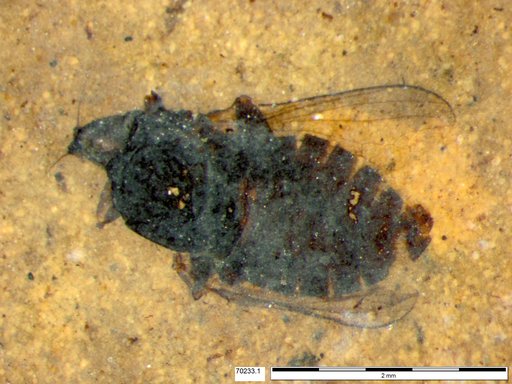 Diptera
