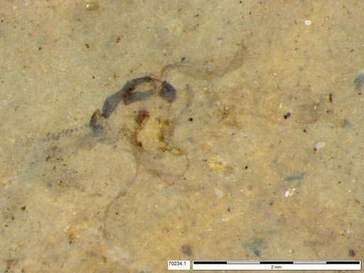 Chaoboridae