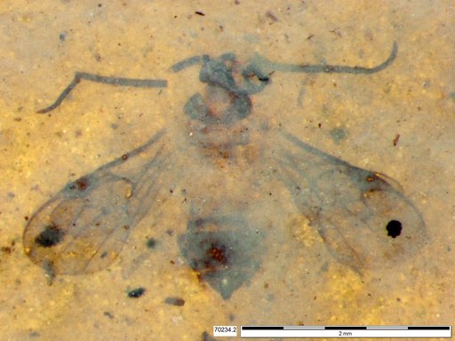 Braconidae