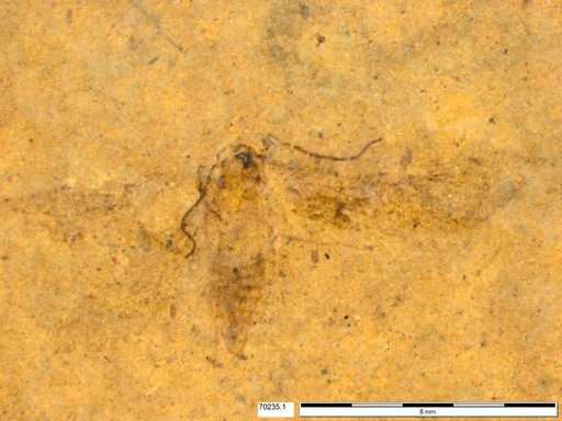 Genus sp