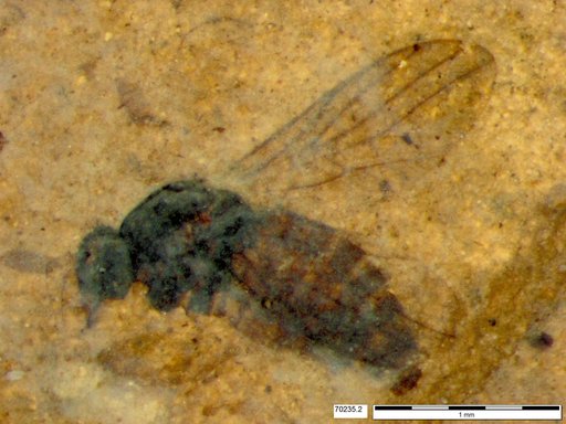 Diptera