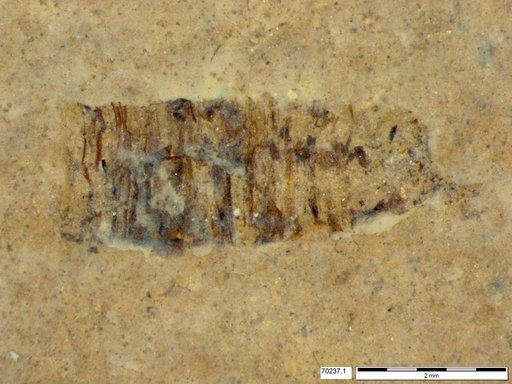 Genus sp
