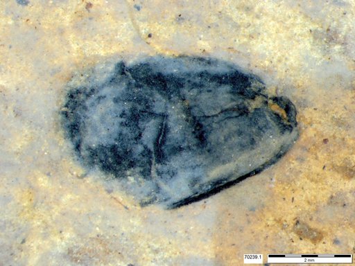 Tracheophyta