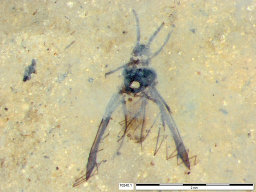 Aphididae