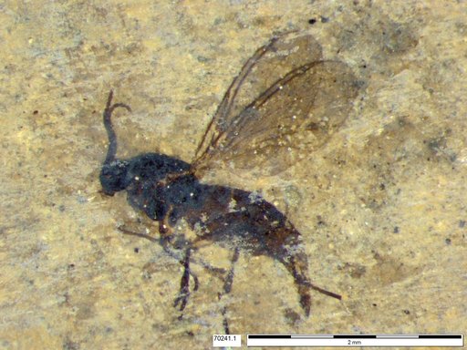 Diptera