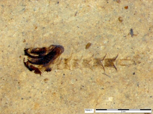 Chaoboridae