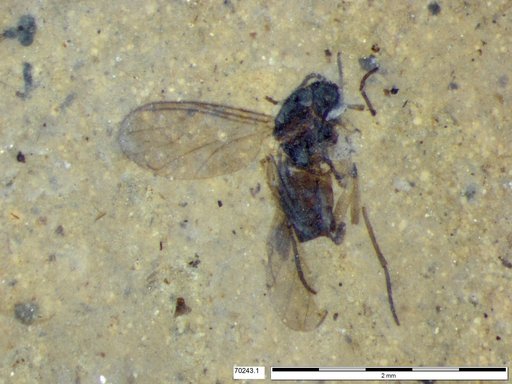 Diptera