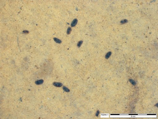 Daphniidae