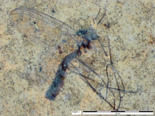 Diptera