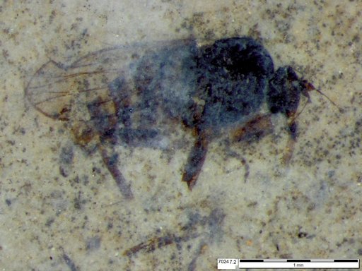 Diptera