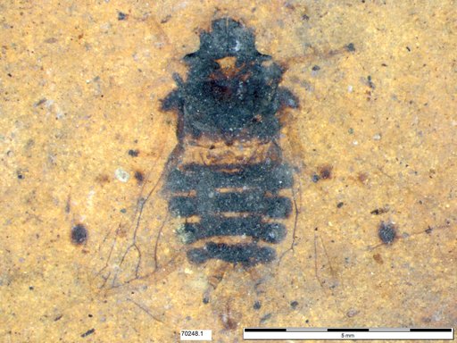 Genus sp