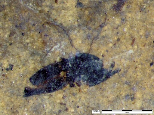 Genus sp