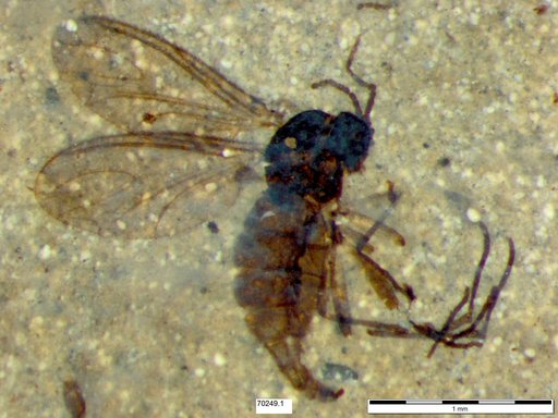 Sciaridae