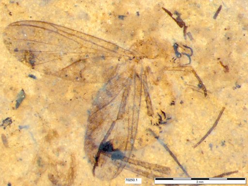 Diptera