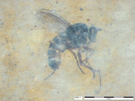 Genus sp.