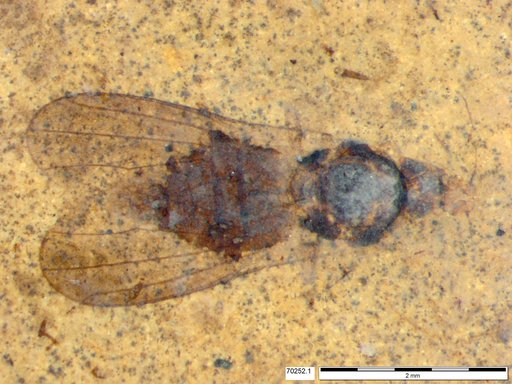 Diptera