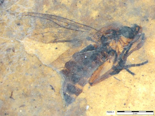 Genus sp