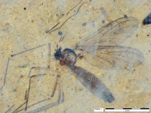 Diptera