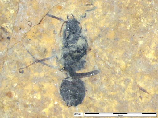 Formicidae