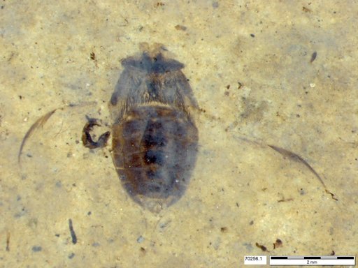 Corixidae