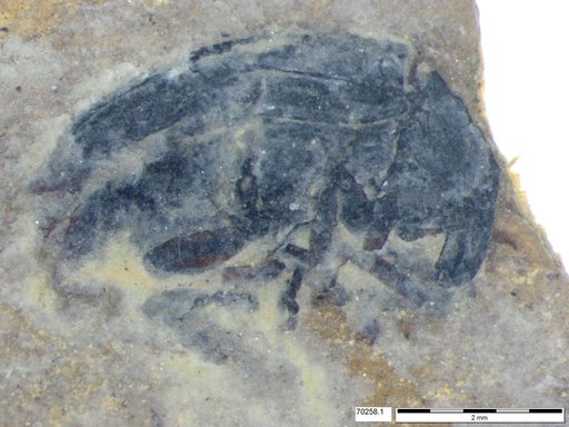 Genus sp