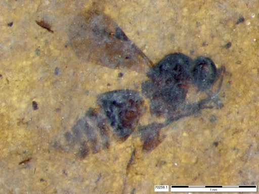 Megaspilidae