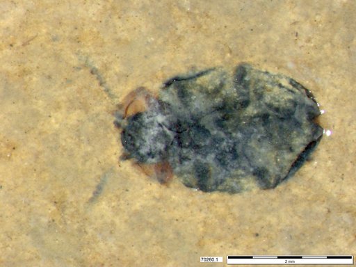 Chrysomelidae