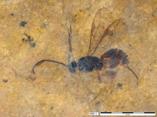 Braconidae