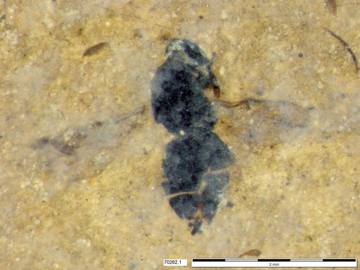 Genus sp