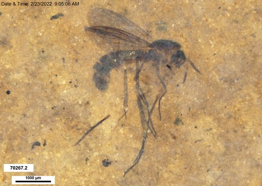 Mycetophilidae